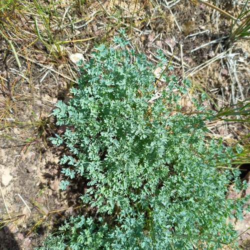 Dwarf meadow rue (Thalictrum isopyroides)