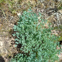 Thalictrum isopyroides
