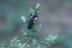 Chauliognathus magellanicus