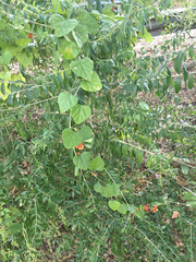 Cocculus carolinus
