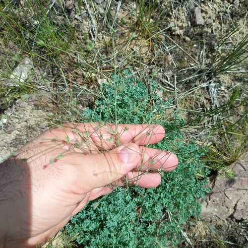 Dwarf meadow rue (Thalictrum isopyroides)