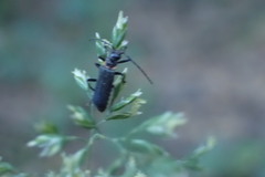 Chauliognathus magellanicus