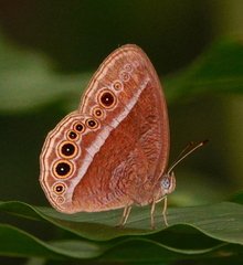 Mycalesis janardana