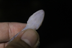 Cyrtodactylus wetariensis