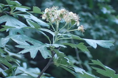 Crataegus monogyna