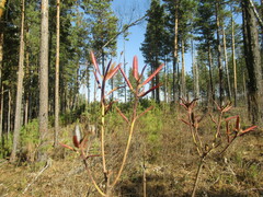 Rhododendron dauricum