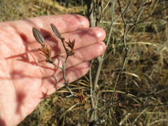 Rhododendron dauricum
