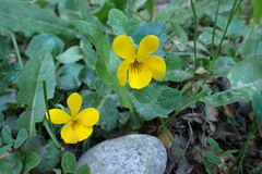 Viola reichei