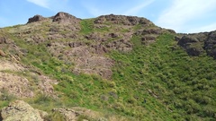 Ferula