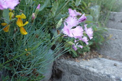 Dianthus plumarius
