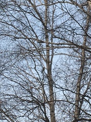 Turdus pilaris
