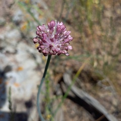 Allium pallasii