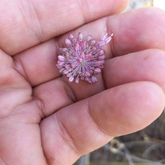 Allium pallasii
