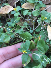 Calyptocarpus vialis