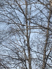 Turdus pilaris