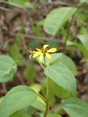 Wollastonia