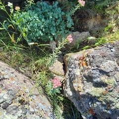 Pseudosedum longidentatum