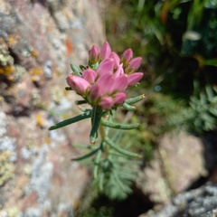 Pseudosedum longidentatum