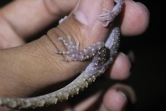 Cyrtodactylus wetariensis