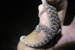 Cyrtodactylus wetariensis