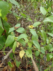 Wollastonia