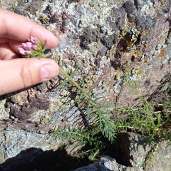 Pseudosedum longidentatum