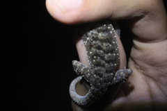 Cyrtodactylus wetariensis