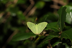 Urolitha bipunctifera