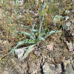 Gelasia circumflexa