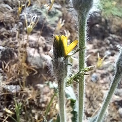 Gelasia circumflexa