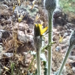 Gelasia circumflexa