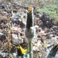 Gelasia circumflexa