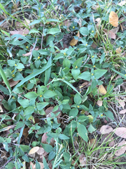 Calyptocarpus vialis