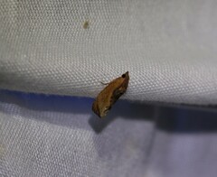 Cryptophlebia ombrodelta