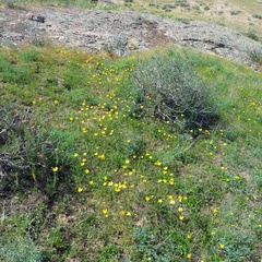 Ranunculus regelianus