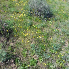 Ranunculus regelianus