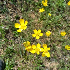 Ranunculus regelianus