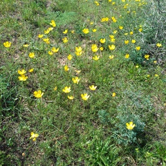 Ranunculus regelianus