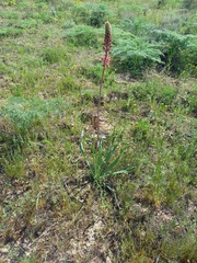 Eremurus cristatus