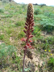 Eremurus cristatus
