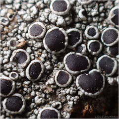 Lecanora campestris