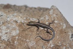 Cryptoblepharus leschenault