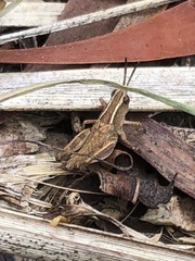 Phaulacridium vittatum