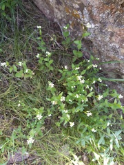Arabis recta