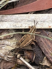 Phaulacridium vittatum