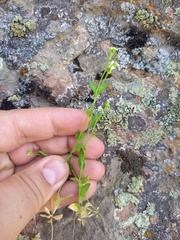 Arabis recta
