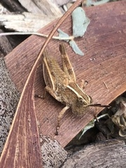 Phaulacridium vittatum