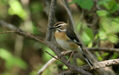Cercotrichas quadrivirgata