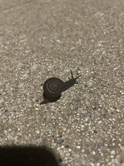 Helminthoglypta sequoicola