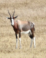 Damaliscus pygargus pygargus